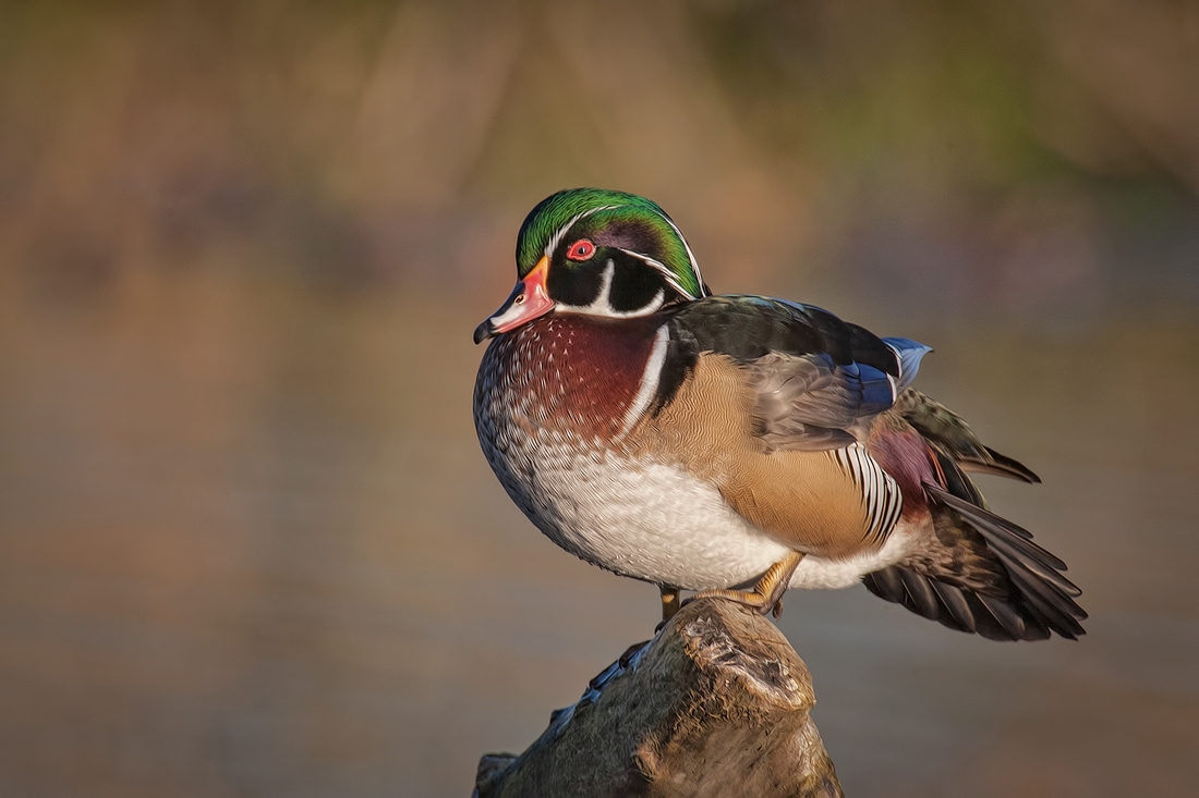 Wood Duck (Male), Burnaby Lake Regional Park (Piper Spit), Burnaby, British Columbia