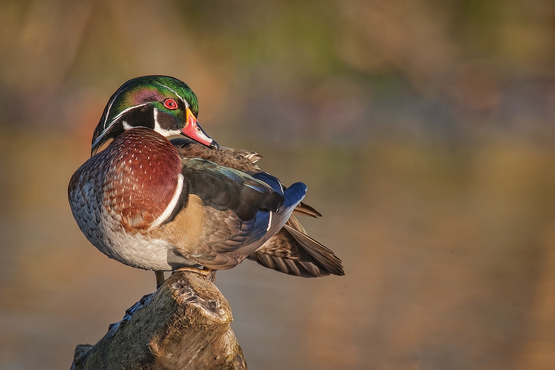 Wood Duck (Male), Burnaby Lake Regional Park (Piper Spit), Burnaby, British Columbia