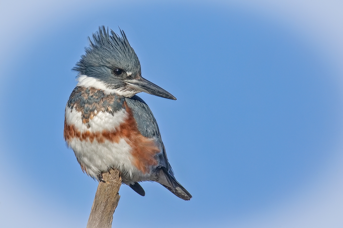 Belted Kingfisher (Female), Blackie Spit Park, Crescent Beach, British Columbia