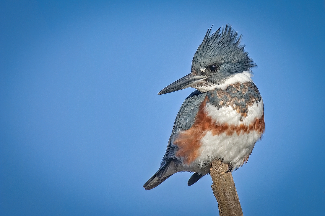 Belted Kingfisher (Female), Blackie Spit Park, Crescent Beach, British Columbia