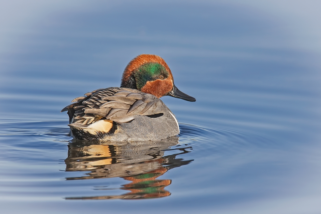 Green-Winged Teal (Male), Burnaby Lake Regional Park (Piper Spit), Burnaby, British Columbia