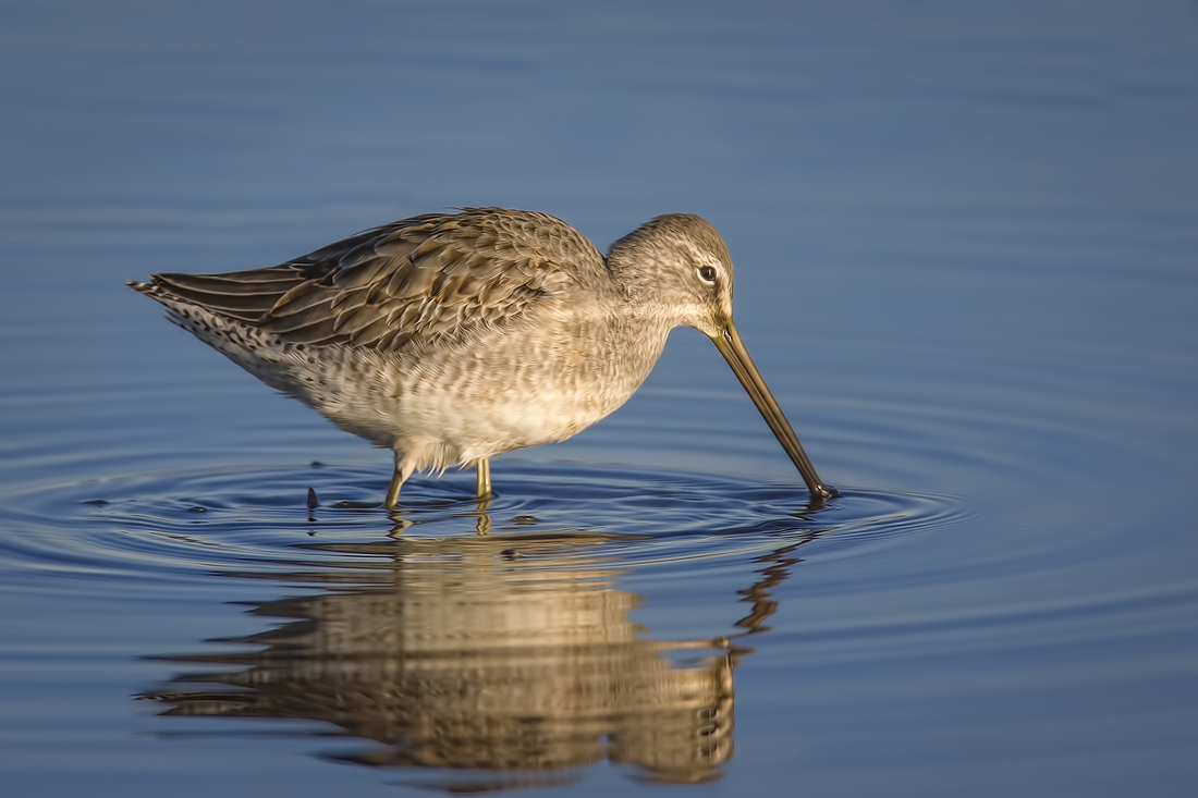 Long-Billed Dowitcher, Burnaby Lake Regional Park (Piper Spit), Burnaby, British Columbia