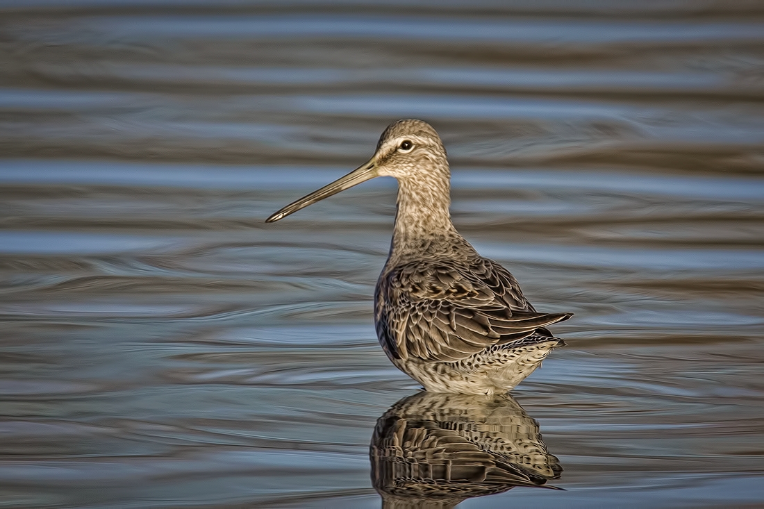 Long-Billed Dowitcher, Burnaby Lake Regional Park (Piper Spit), Burnaby, British Columbia