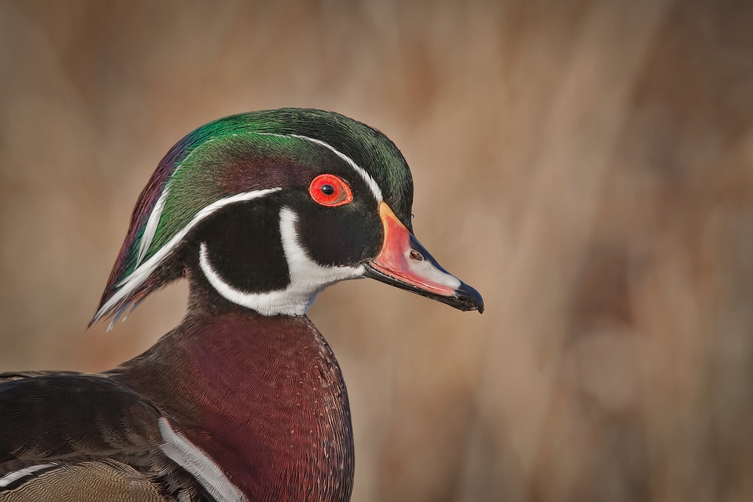 Wood Duck (Male), Burnaby Lake Regional Park (Piper Spit), Burnaby, British Columbia