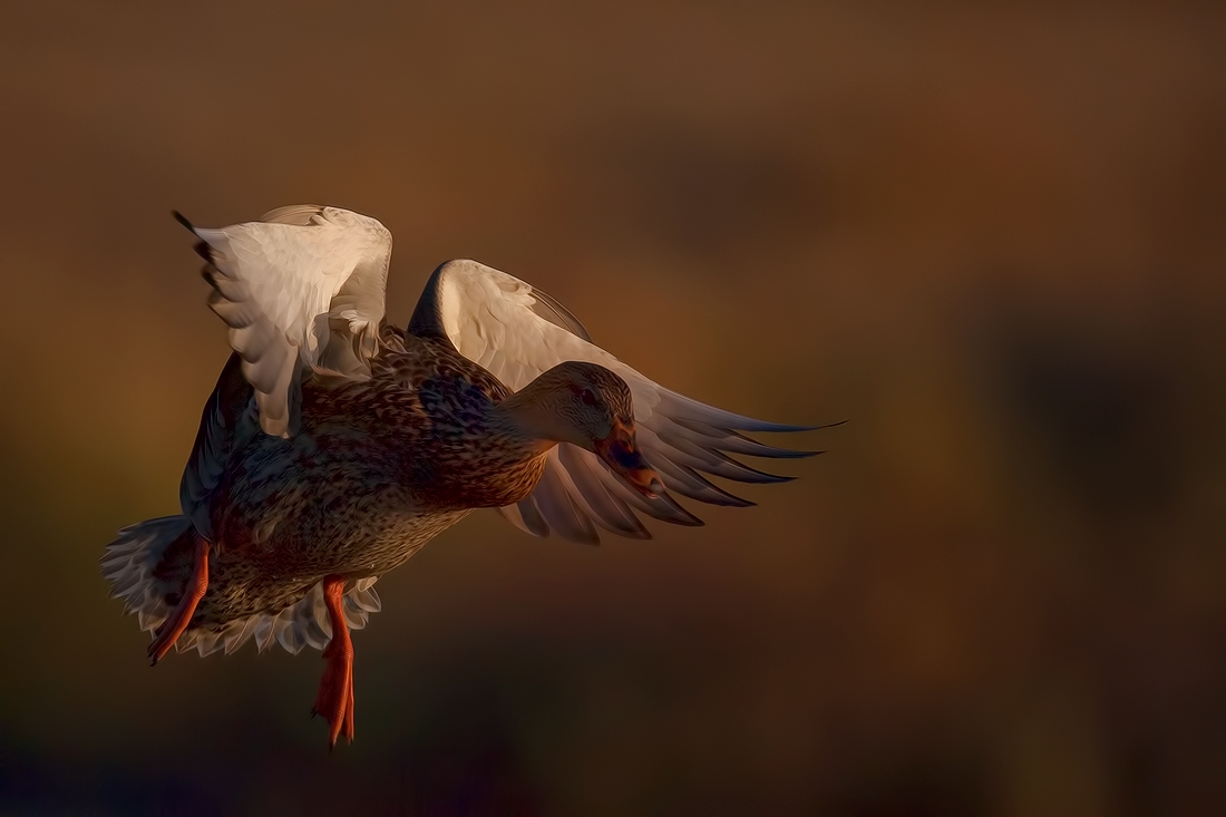 Mallard Sundown Landing (Female), Burnaby Lake Regional Park (Piper Spit), Burnaby, British Columbia