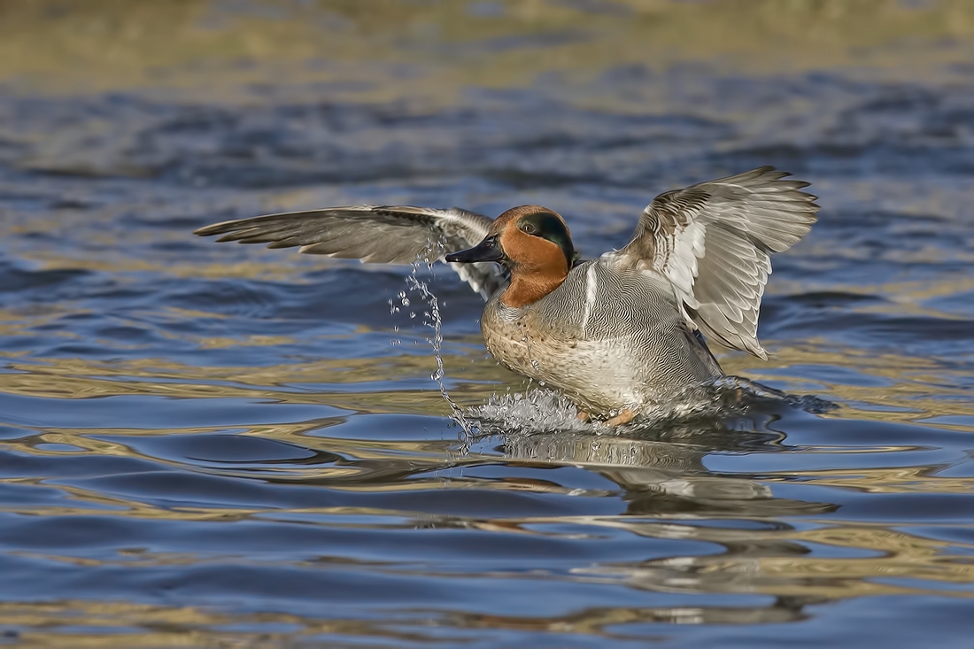 Green-Winged Teal (Male), Burnaby Lake Regional Park (Piper Spit), Burnaby, British Columbia