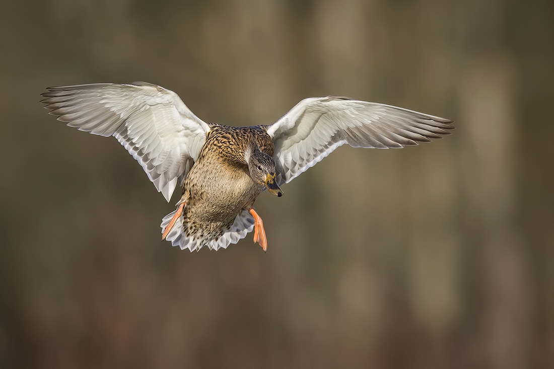 Mallard (Female), Burnaby Lake Regional Park (Piper Spit), Burnaby, British Columbia