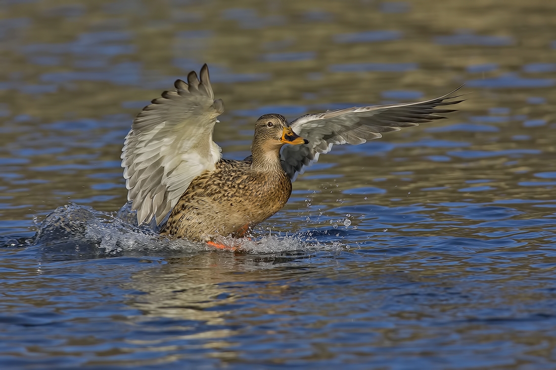 Mallard (Female), Burnaby Lake Regional Park (Piper Spit), Burnaby, British Columbia