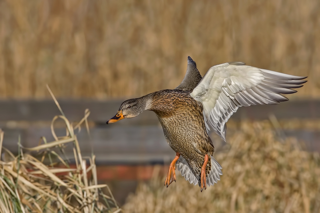 Mallard (Female), Burnaby Lake Regional Park (Piper Spit), Burnaby, British Columbia