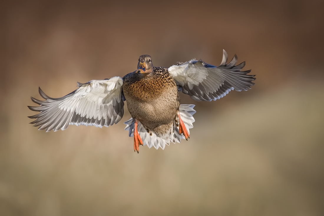 Mallard (Female), Burnaby Lake Regional Park (Piper Spit), Burnaby, British Columbia