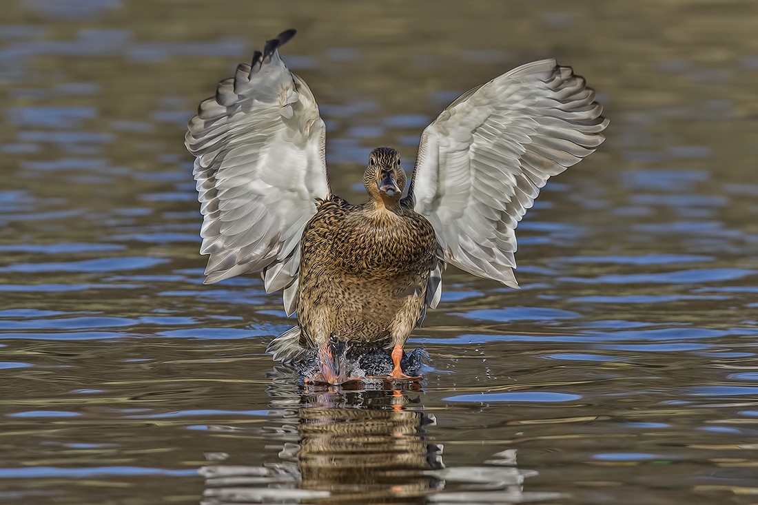 Mallard (Female), Burnaby Lake Regional Park (Piper Spit), Burnaby, British Columbia