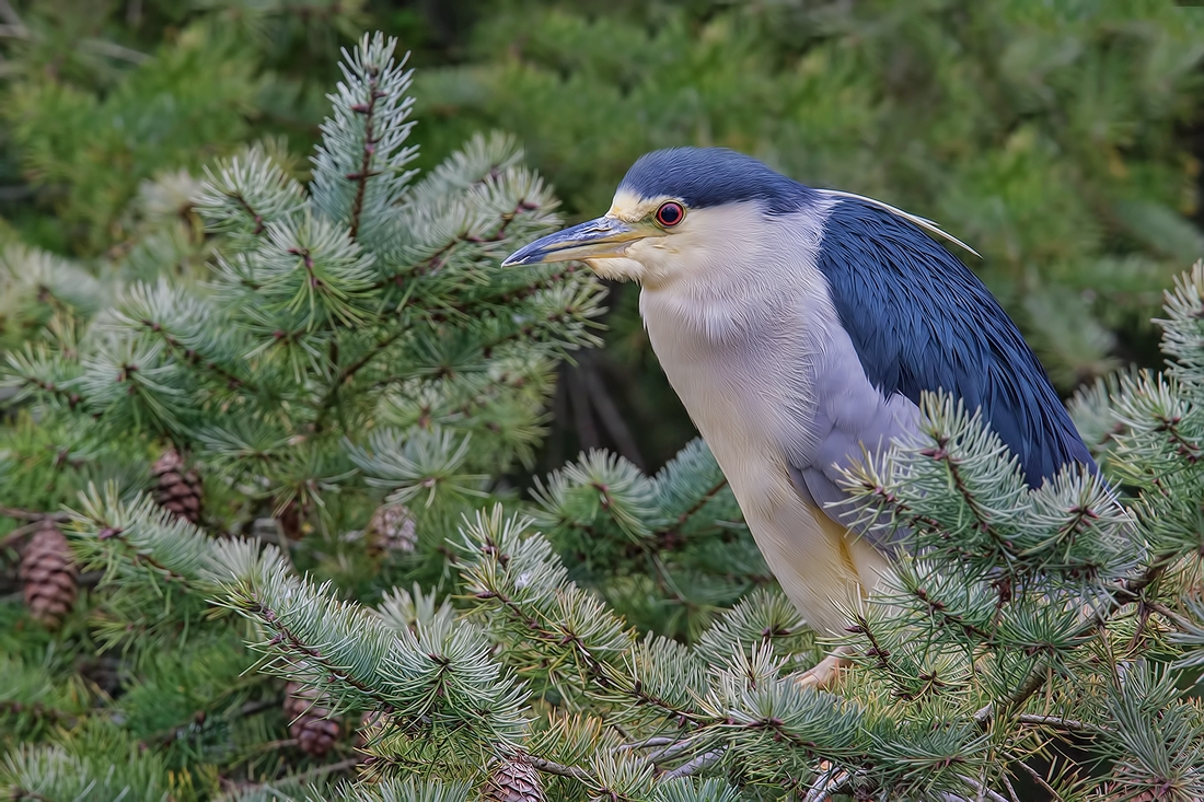 Black-Crowned Night-Heron, Reifel Migratory Bird Sanctuary, Delta, British Columbia