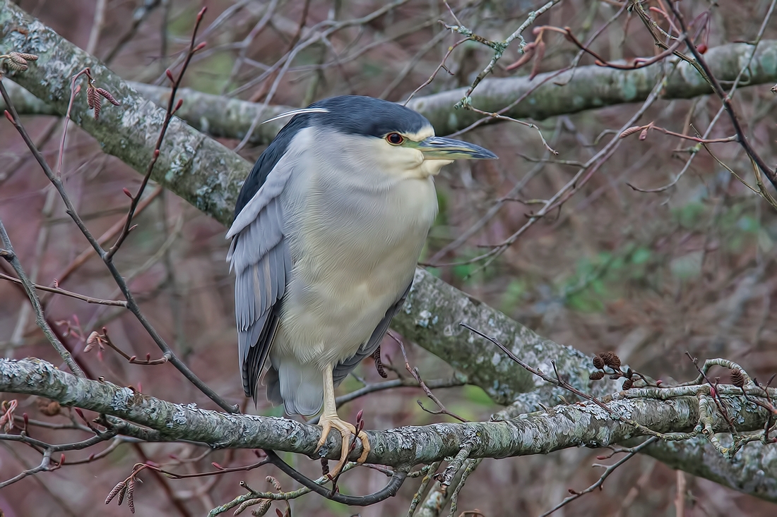 Black-Crowned Night-Heron, Reifel Migratory Bird Sanctuary, Delta, British Columbia