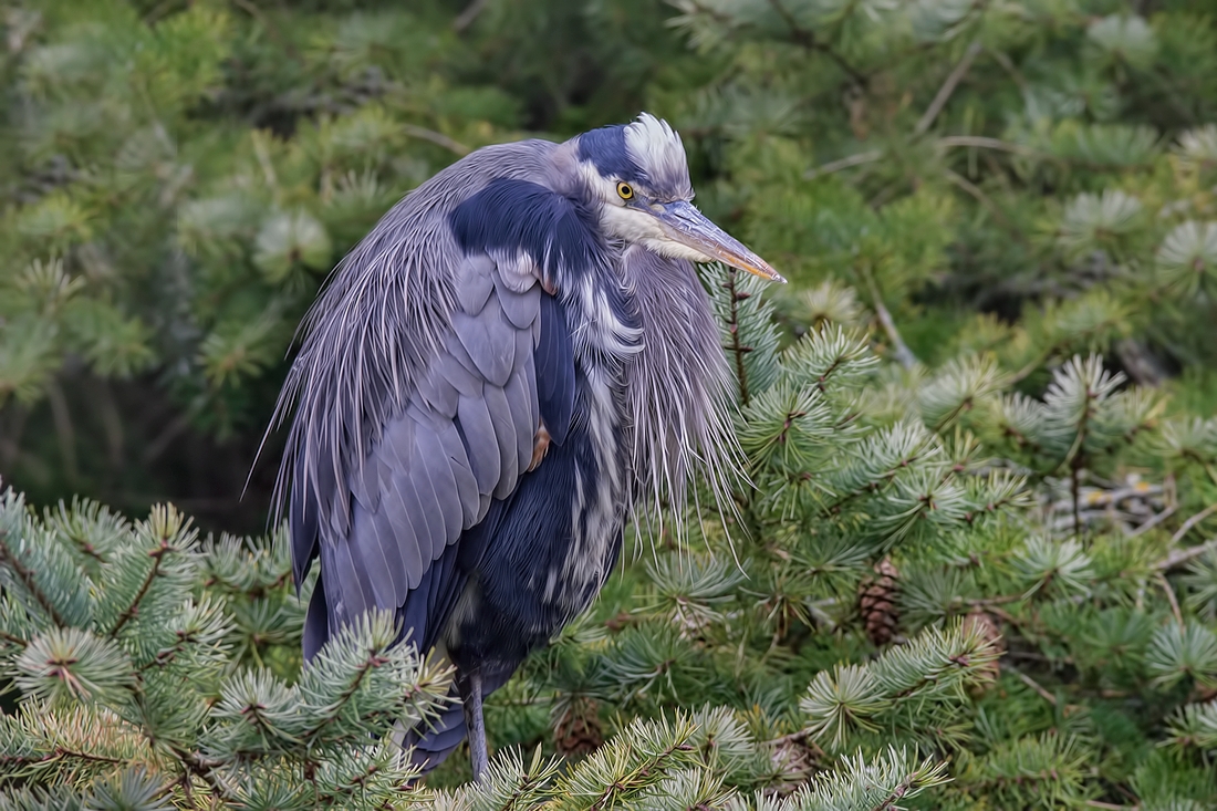 Great Blue Heron, Reifel Migratory Bird Sanctuary, Delta, British Columbia