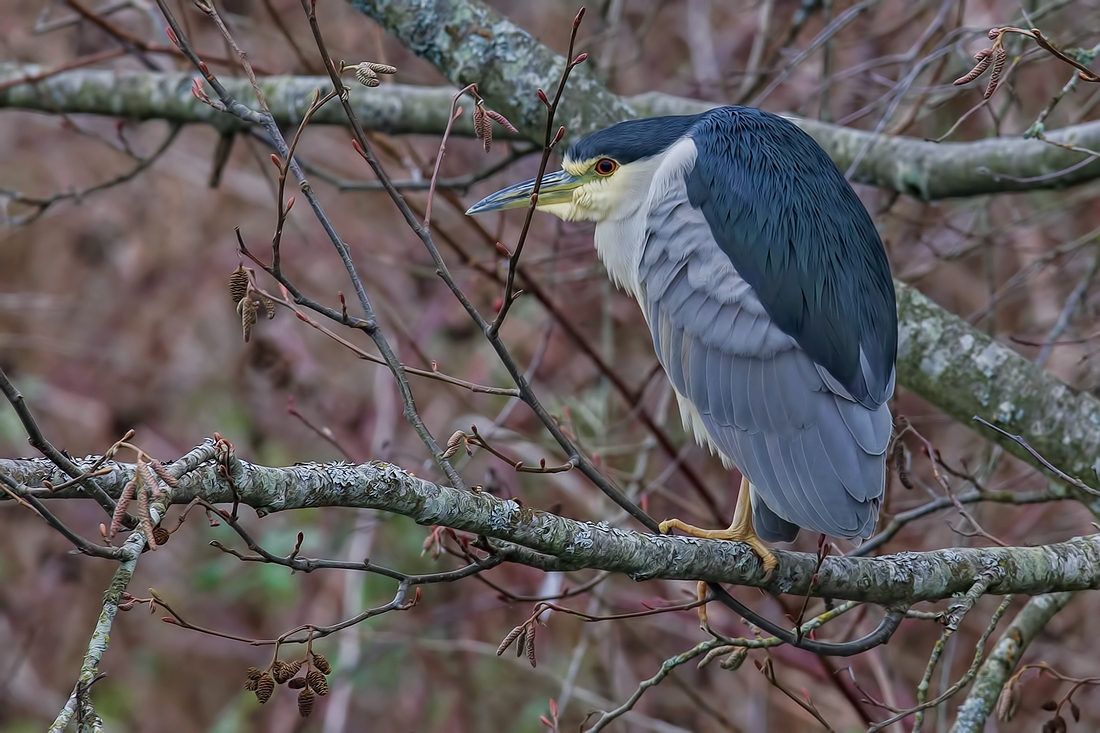 Black-Crowned Night-Heron, Reifel Migratory Bird Sanctuary, Delta, British Columbia