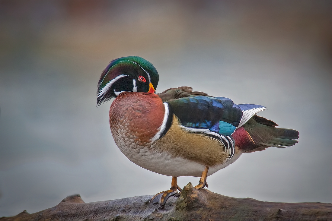 Wood Duck (Male), Burnaby Lake Regional Park (Piper Spit), Burnaby, British Columbia