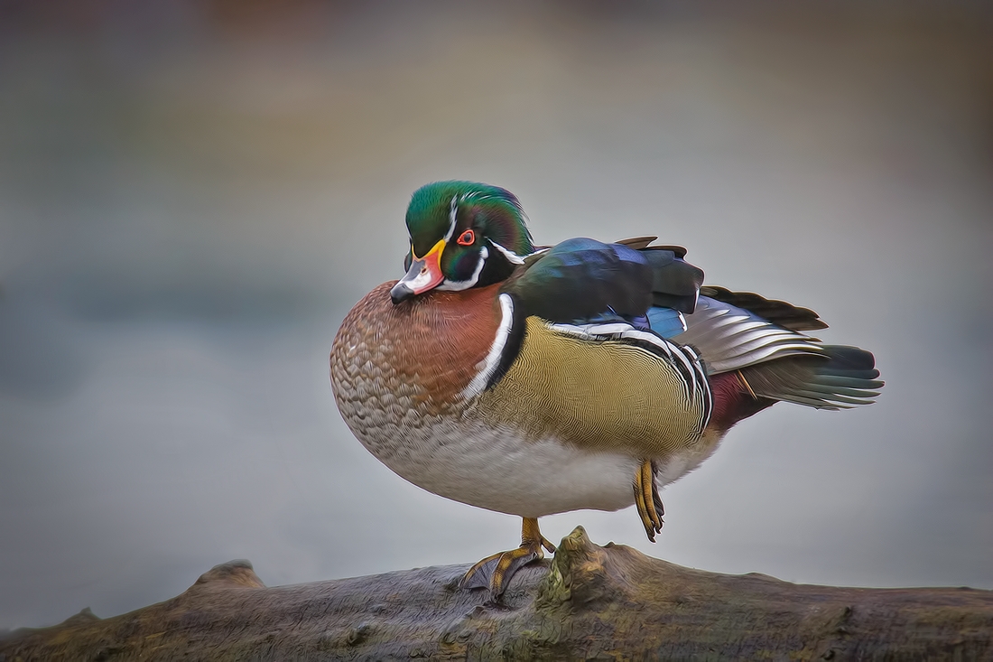 Wood Duck (Male), Burnaby Lake Regional Park (Piper Spit), Burnaby, British Columbia