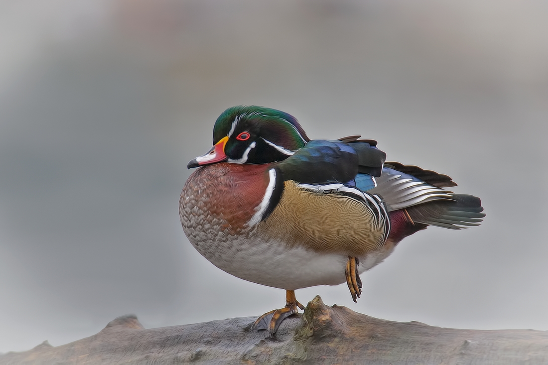 Wood Duck (Male), Burnaby Lake Regional Park (Piper Spit), Burnaby, British Columbia