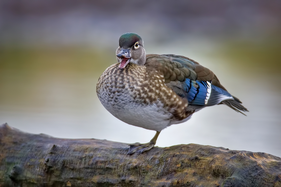 Wood Duck (Female), Burnaby Lake Regional Park (Piper Spit), Burnaby, British Columbia