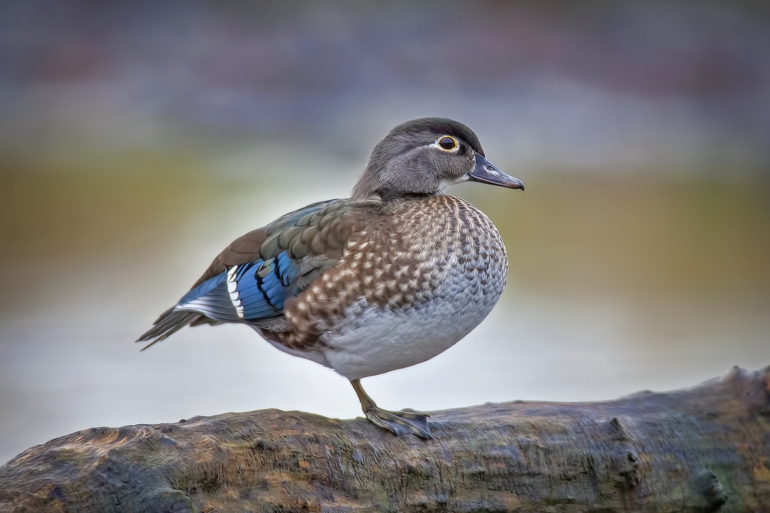 Wood Duck (Female), Burnaby Lake Regional Park (Piper Spit), Burnaby, British Columbia