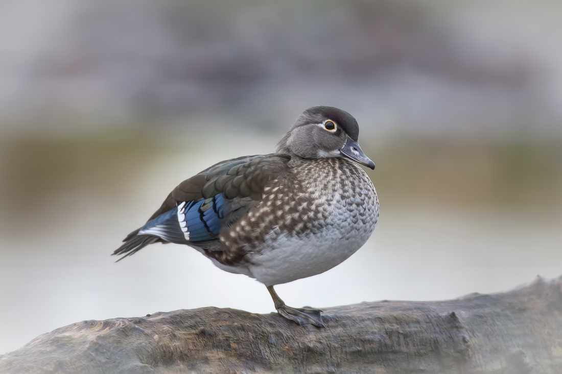 Wood Duck (Female), Burnaby Lake Regional Park (Piper Spit), Burnaby, British Columbia