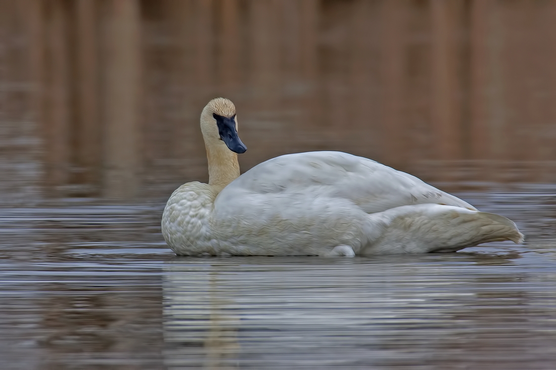 Trumpeter Swan, Colony Farm Regional Park, Port Coquitlam, British Columbia