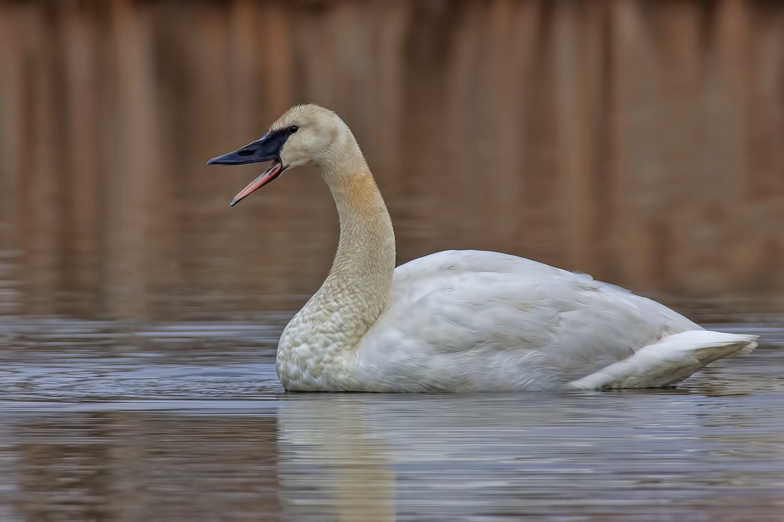 Trumpeter Swan, Colony Farm Regional Park, Port Coquitlam, British Columbia