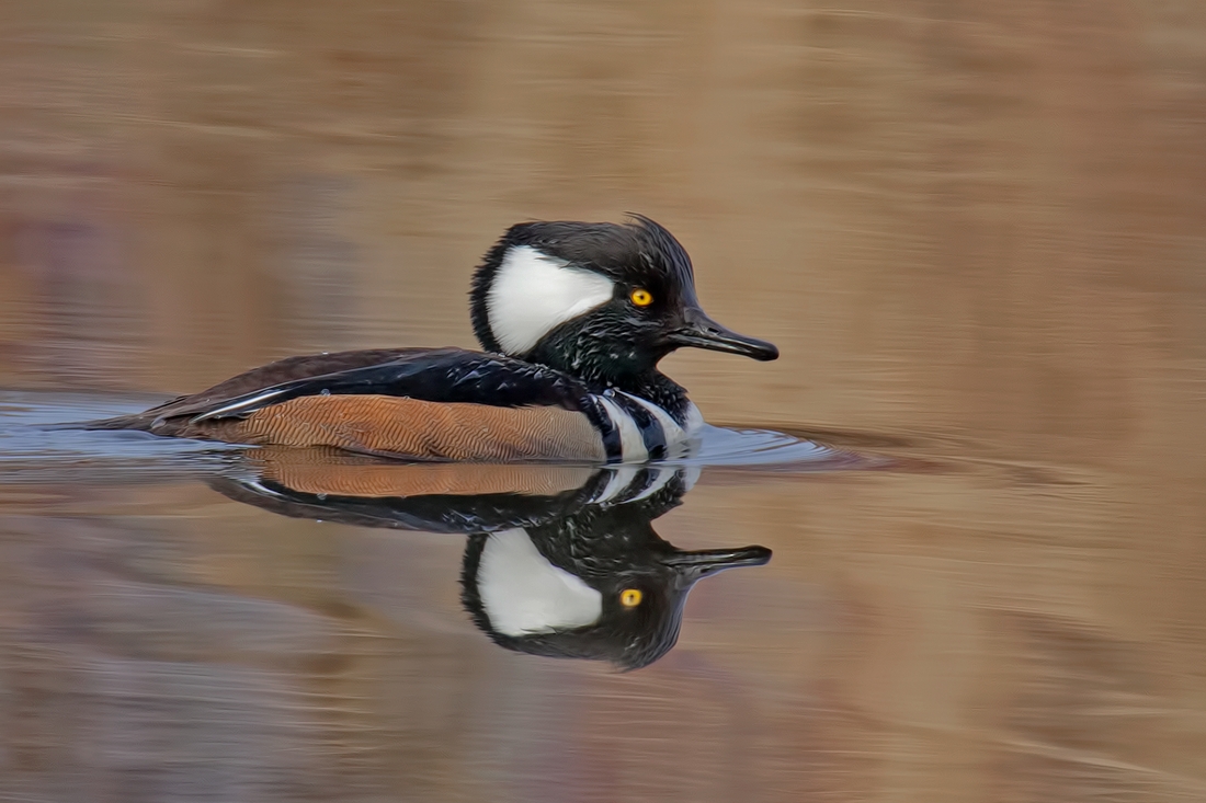 Hooded Merganser (Male), Colony Farm Regional Park, Port Coquitlam, British Columbia