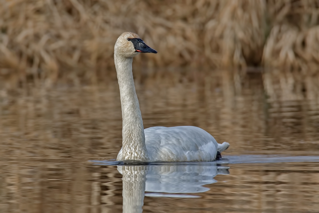 Trumpeter Swan, Colony Farm Regional Park, Port Coquitlam, British Columbia