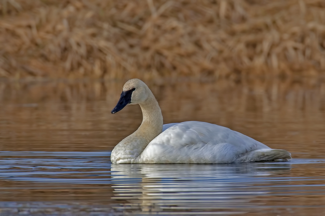 Trumpeter Swan, Colony Farm Regional Park, Port Coquitlam, British Columbia