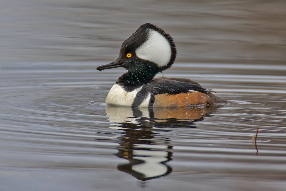 Hooded Merganser (Male), Colony Farm Regional Park, Port Coquitlam, British Columbia