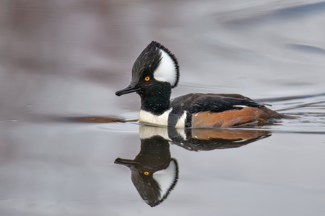 Hooded Merganser (Male), Colony Farm Regional Park, Port Coquitlam, British Columbia