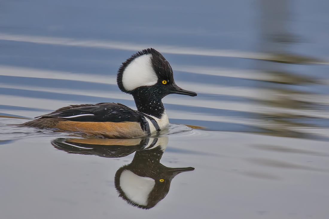 Hooded Merganser (Male), Colony Farm Regional Park, Port Coquitlam, British Columbia