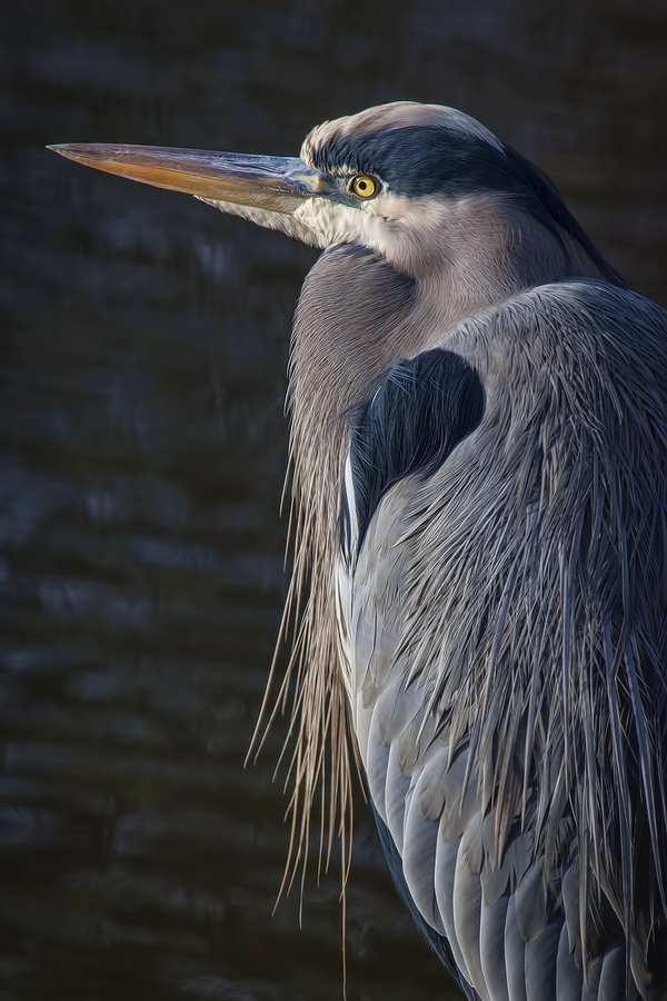 Great Blue Heron, Blackie Spit Park, Crescent Beach, British Columbia