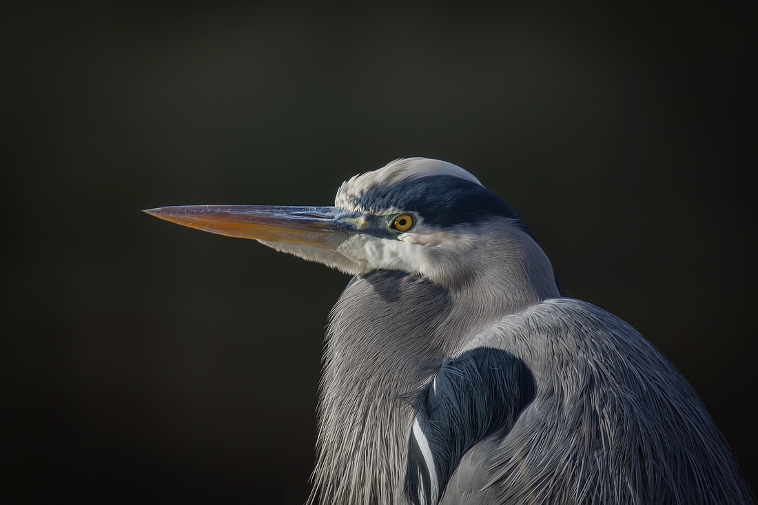 Great Blue Heron, Blackie Spit Park, Crescent Beach, British Columbia