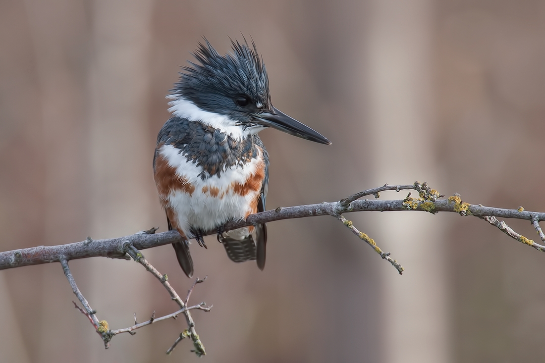 Belted Kingfisher (Female), Blackie Spit Park, Crescent Beach, British Columbia