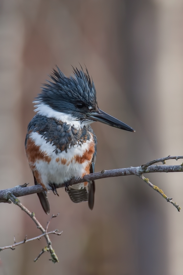 Belted Kingfisher (Female), Blackie Spit Park, Crescent Beach, British Columbia