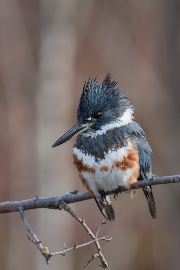 Belted Kingfisher (Female), Blackie Spit Park, Crescent Beach, British Columbia