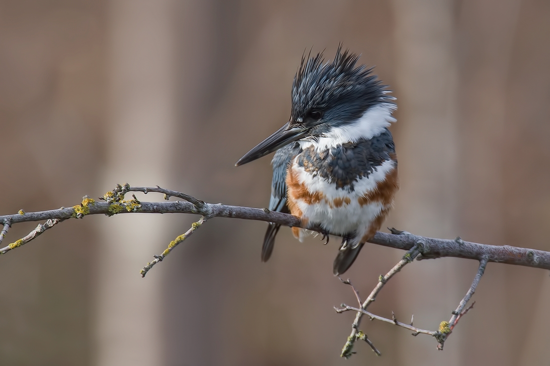 Belted Kingfisher (Female), Blackie Spit Park, Crescent Beach, British Columbia