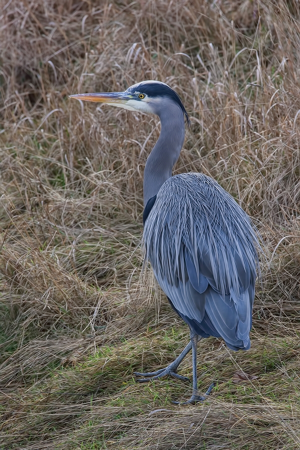 Great Blue Heron, Blackie Spit Park, Crescent Beach, British Columbia