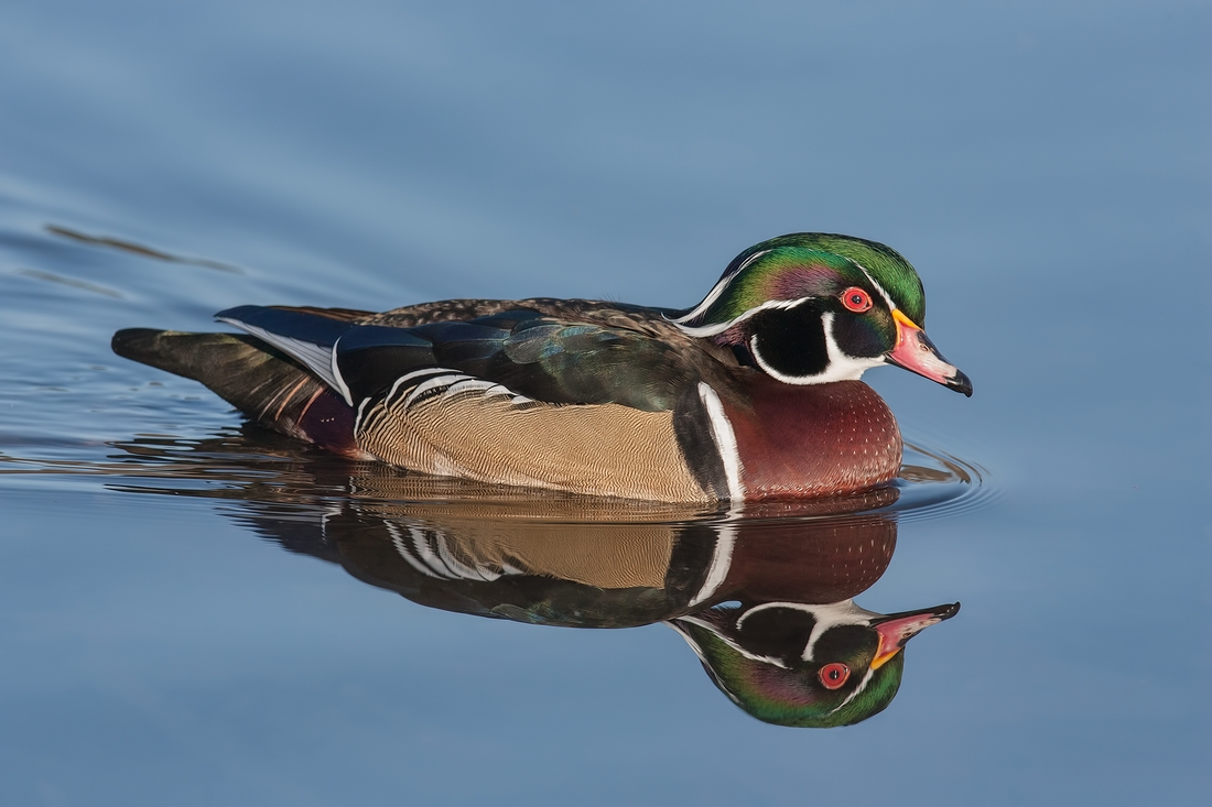 Wood Duck (Male), Burnaby Lake Regional Park (Piper Spit), Burnaby, British Columbia