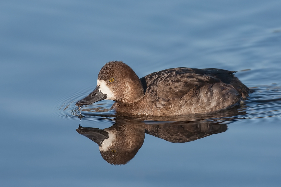 Lesser Scaup (Female), Burnaby Lake Regional Park (Piper Spit), Burnaby, British Columbia