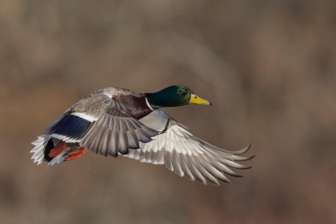 Mallard (Male), Burnaby Lake Regional Park (Piper Spit), Burnaby, British Columbia