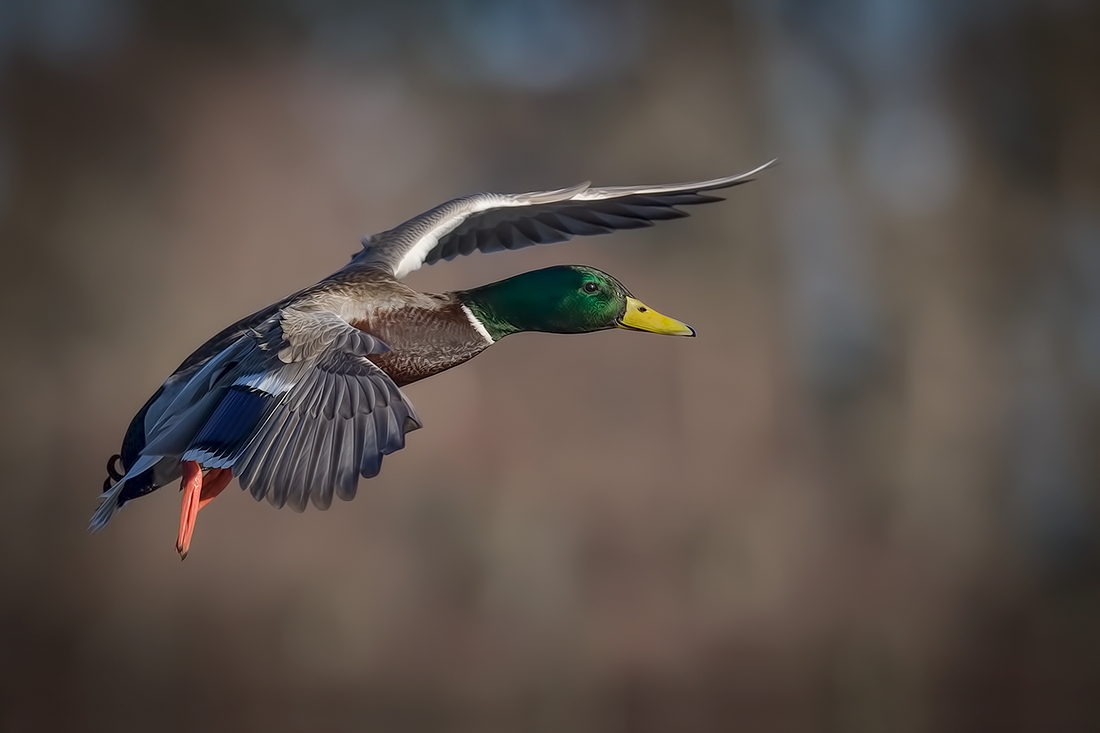 Mallard (Male), Burnaby Lake Regional Park (Piper Spit), Burnaby, British Columbia