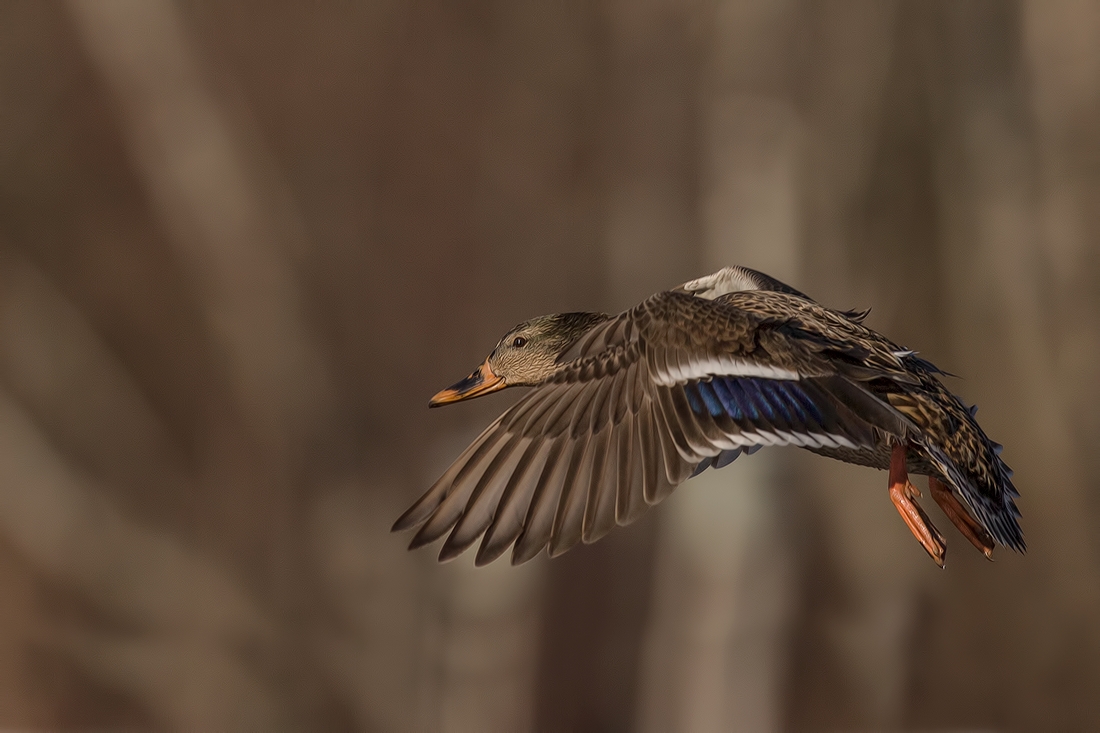 Mallard (Female), Burnaby Lake Regional Park (Piper Spit), Burnaby, British Columbia