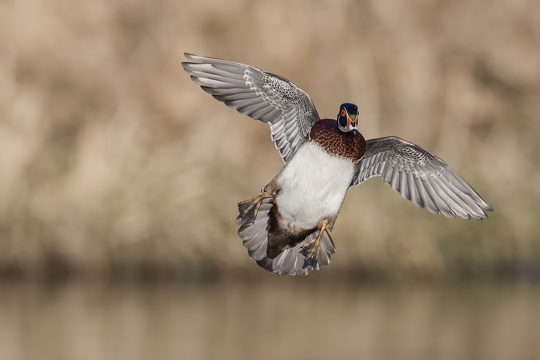 Wood Duck (Male), Burnaby Lake Regional Park (Piper Spit), Burnaby, British Columbia