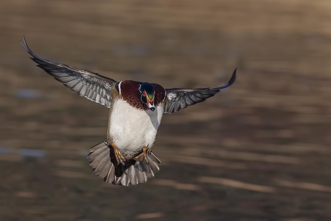 Wood Duck (Male), Burnaby Lake Regional Park (Piper Spit), Burnaby, British Columbia