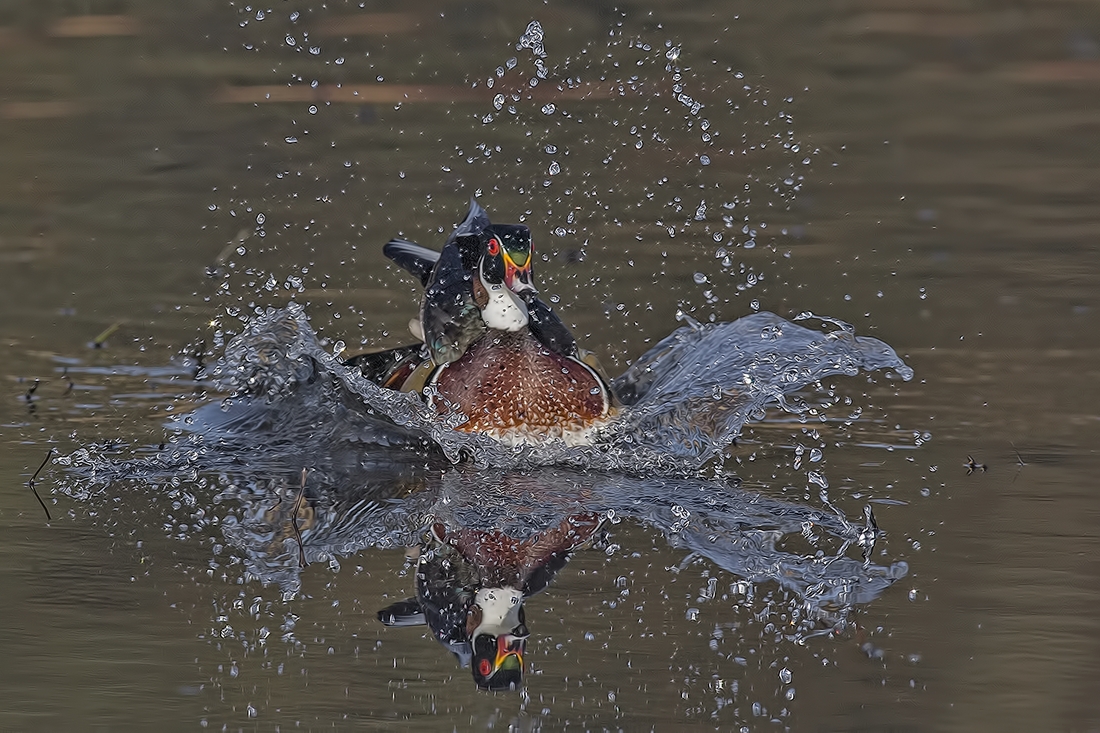 Wood Duck (Male), Burnaby Lake Regional Park (Piper Spit), Burnaby, British Columbia