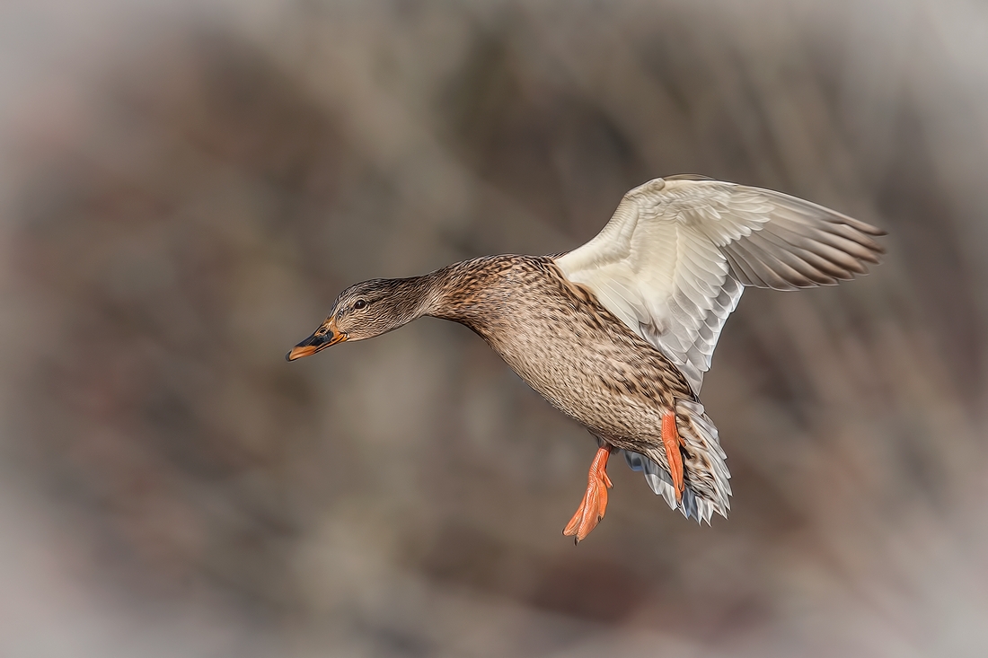 Mallard (Female), Burnaby Lake Regional Park (Piper Spit), Burnaby, British Columbia