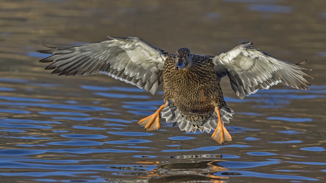 Mallard (Female), Burnaby Lake Regional Park (Piper Spit), Burnaby, British Columbia